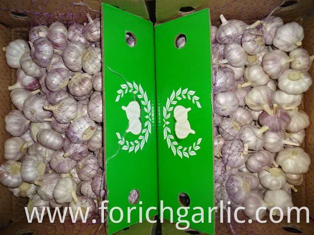 Normal White Garlic